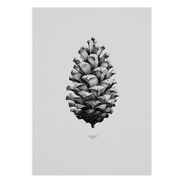 Paper Collective - Form us with Love "Nature 1:1 Pine Cone - Gray"